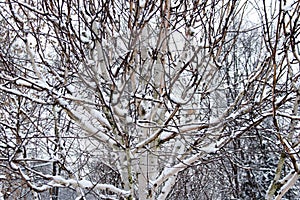 Birch tree Jacquemontii Betula .  winter view