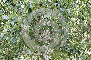 birch tree (Jacquemontii Betula) with young green leaves in the park. Crown, close-up, background. Summer day