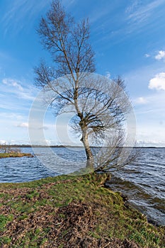 Birch tree on the lake shore with blue sky and rough waters.