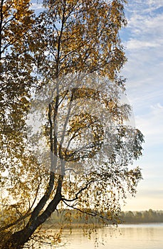 Birch tree on the lake at sunrise.