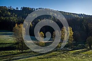 birch tree in the landscape