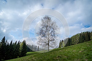 birch tree in the landscape