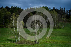 birch tree in the landscape