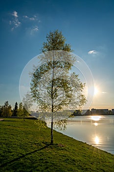 birch tree in the landscape