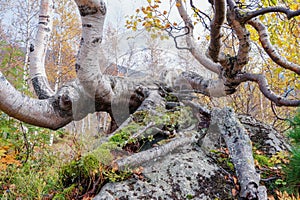 A birch tree with large branches and roots that grew right on a large stone