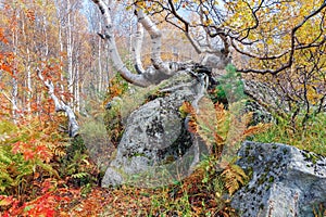 A birch tree with large branches and roots that grew right on a large stone covered with moss