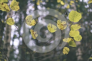 Birch tree leaves and branches against dark background - vintage