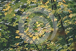 Birch tree leaves and branches against dark background - vintage