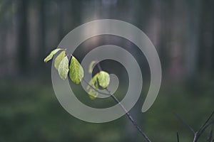 Birch tree leaves and branches against dark background - vintage