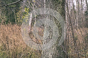 Birch tree leaves and branches against dark background - vintage