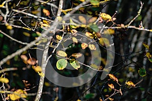 Birch tree leaves and branches against dark background