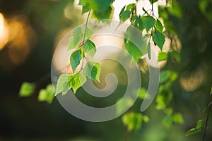 Birch tree leaves on the branches in spring garden at sunset. Selective focus. Natural background