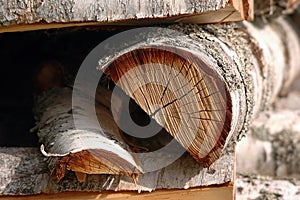 Birch Tree Logs