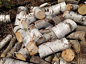 Birch tree logs