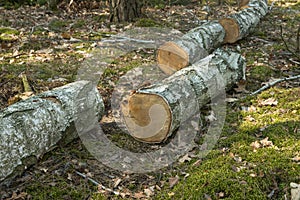 Birch tree logs