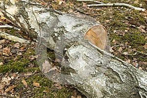 Birch tree logs