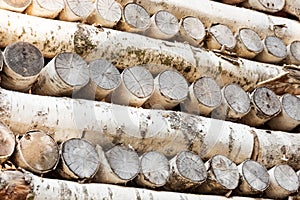 Birch tree logs stacked in different ways