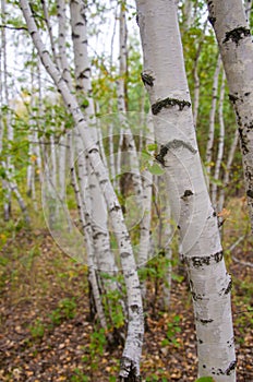 Birch tree. Lots of birch trees in the forest