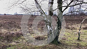 Birch tree in the middle of a wide open winter Heather field