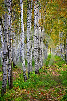 Birch tree. Outdoor. Bright colors of autumn.