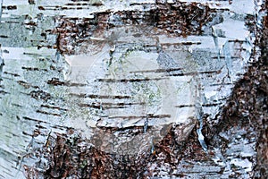 Birch tree pattern. birch bark texture natural background paper close-up. Textured birch tree