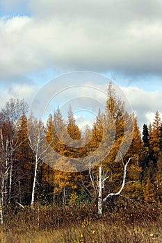 A birch tree's last stand in late fall