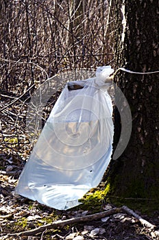 Birch tree sap drink flow to polyethylene bag