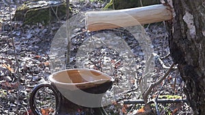 Birch tree sap dripping in clay jug