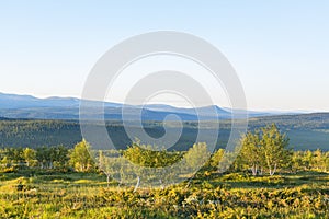 Birch tree scenics landscape view in a wilderness