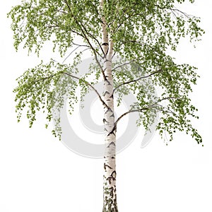 Birch tree set isolated on white background