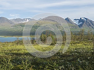 Birch tree at shore of lake Akkajaure with Akka, Ahkka mountain massif with snow and glacier. Beatiful northern artic