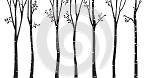 Birch Tree Silhouette Background photo