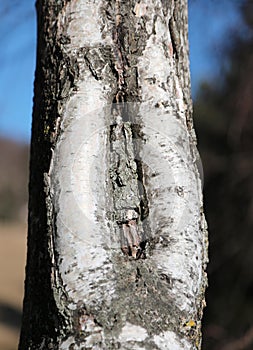 birch tree with the slit in the cortex with the shape of a femal