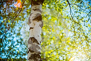 Birch tree in spring