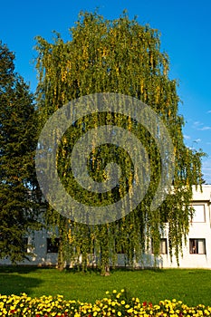 A birch tree with strands of yellow leaves and yellow flowers in the foreground