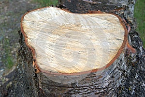 Birch Tree Stump Fresh Cut