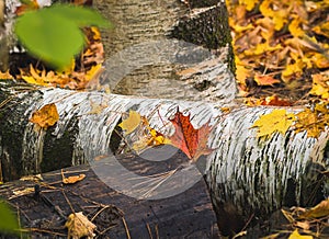 Birch tree stumps covered with autumn maple leaves