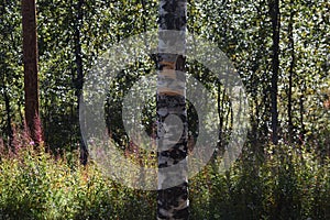Birch tree in subarctic forest photo