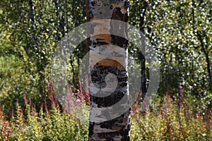 Birch tree in subarctic forest photo