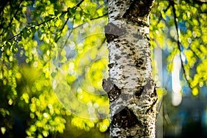 Birch tree