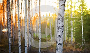 Birch tree at sunset