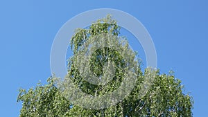 Birch Tree Swaying In the Wind - Blue Sky