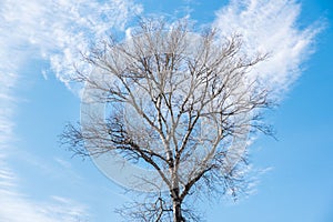 Tall Birch tree treetop Plantae Magnoliophyta Magnoliopsida Fagales Betulaceae Betula branches with beautiful blue sky backgroun