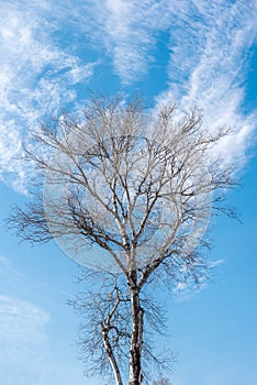 Tall Birch tree treetop Plantae Magnoliophyta Magnoliopsida Fagales Betulaceae Betula branches with beautiful blue sky backgroun