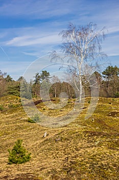 Birch tree on top of the dunes in national park Drents-Friese Wold