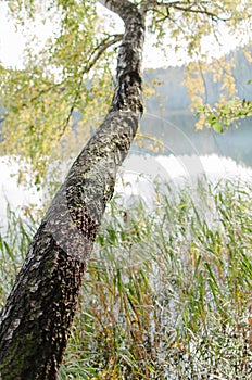 A birch tree trank over water