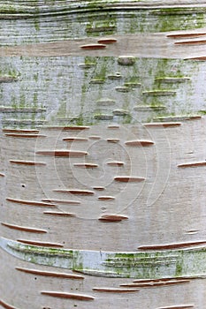 Birch tree trunk