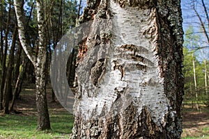Birch tree trunk