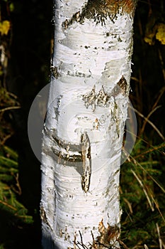 Birch tree trunk