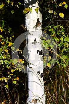 Birch tree trunk